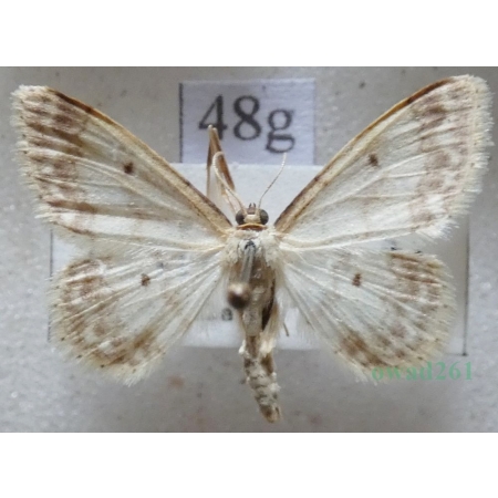 Idaea biselata (Hufnagel, 1767) Krocznik ogrodowiak Czech48g
